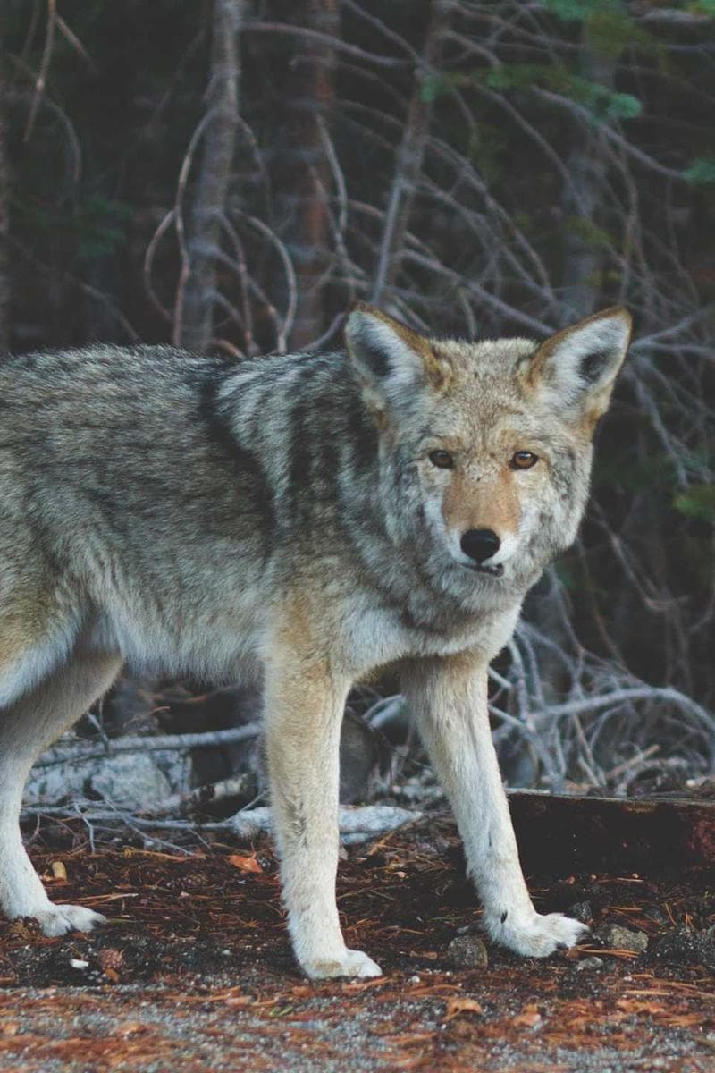 场景与能力展示